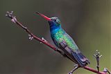 Broad-billed Hummingbirdborder=